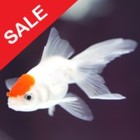 Fish n Grid logo