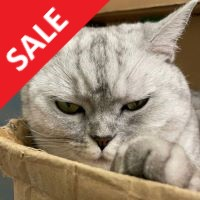 Hunting Cat Scalper logo